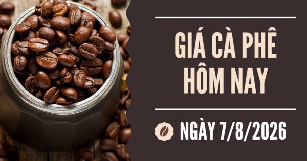 Giá cà phê hôm nay 7/8: Hai sàn quay đầu giảm mạnh