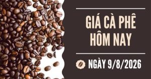 Giá cà phê hôm nay 9/8: Tăng nhẹ trong tuần qua, thương lái sớm chào giá vụ 2026-2027