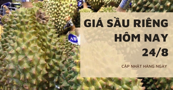 Giá sầu riêng hôm nay 24/8: Thị trường vẫn lặng sóng, PVFCCo - Phú Mỹ đồng hành xây dựng nền nông nghiệp xanh