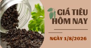 Giá tiêu hôm nay 1/8: Tiêu trắng xuất khẩu bật tăng 100 USD/tấn