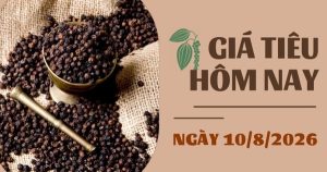 Giá tiêu hôm nay 10/8: Duy trì ổn định quanh mốc 136.000 – 139.000 đồng/kg