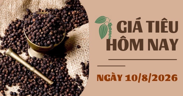 Giá tiêu hôm nay 10/8: Duy trì ổn định quanh mốc 136.000 – 139.000 đồng/kg
