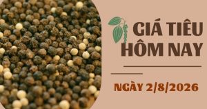 Giá tiêu hôm nay 2/8: Hạ nhiệt cuối tuần, giá tiêu vẫn tăng so với tuần trước