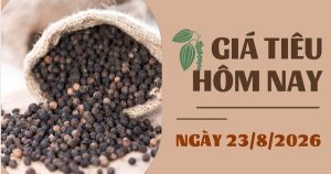 Giá tiêu hôm nay 23/8: Ổn định trong tuần, cao nhất 139.000 đồng/kg