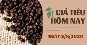 Giá tiêu hôm nay 3/8: Việt Nam chiếm gần 62% thị phần hồ tiêu tại EU, khẳng định vị thế xuất khẩu