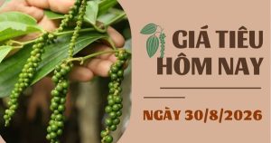 Giá tiêu hôm nay 30/8: Trong nước sụt giảm, thế giới biến động trái chiều trong tuần qua