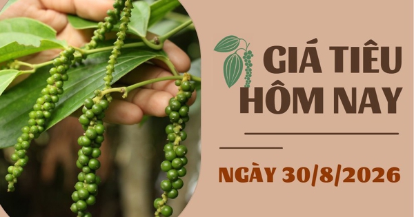 Giá tiêu hôm nay 30/8: Trong nước sụt giảm, thế giới biến động trái chiều trong tuần qua