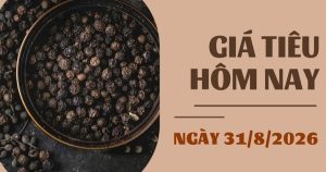 Giá tiêu hôm nay 31/8: Giữ ổn định quanh mốc 135.000 – 137.000 đồng/kg