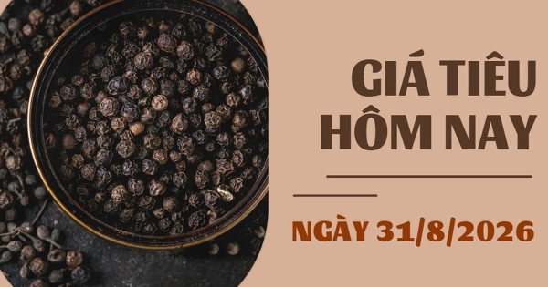 Giá tiêu hôm nay 31/8: Giữ ổn định quanh mốc 135.000 – 137.000 đồng/kg