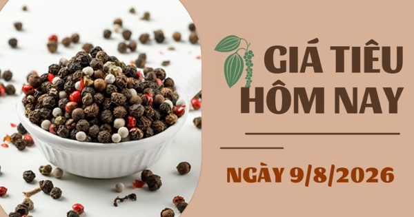 Giá tiêu hôm nay 9/8: Giảm mạnh cuối tuần, mất mốc 140.000 đồng/kg