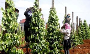 10 năm xây chuỗi hồ tiêu vẫn vướng nút thắt nông hộ nhỏ lẻ