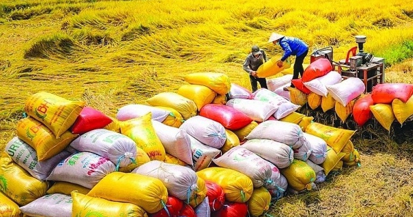 Giá lúa gạo hôm nay 8/8: Gạo nội địa Ấn Độ tăng giá mạnh