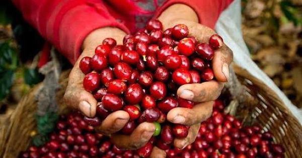 Giá cà phê Việt Nam tiếp đà phục hồi, dần quay trở lại mốc 100.000 đồng/kg