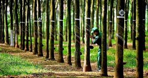 Cao su Phước Hoà sắp chia cổ tức và thưởng cổ phiếu tổng tỷ lệ 94%