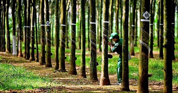 Cao su Phước Hoà sắp chia cổ tức và thưởng cổ phiếu tổng tỷ lệ 94%