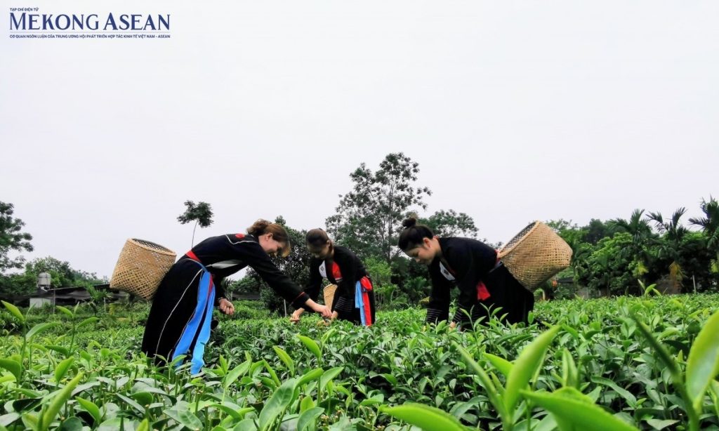 Tạo bệ phóng để hợp tác xã tham gia sâu vào chuỗi giá trị toàn cầu