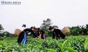 Tạo bệ phóng để hợp tác xã tham gia sâu vào chuỗi giá trị toàn cầu