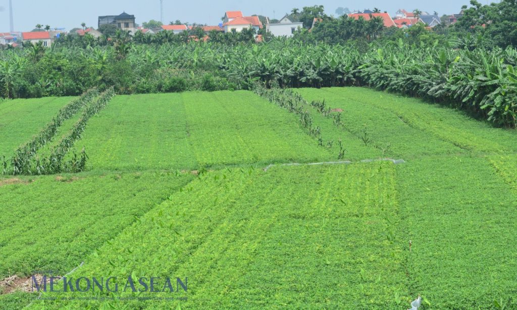 Chương trình hành động của Bộ Chính trị thực hiện Kết luận 75 về bảo vệ môi trường缩略图 Chương trình hành động của Bộ Chính trị thực hiện Kết luận 75 về bảo vệ môi trường