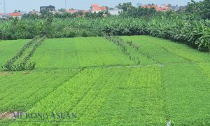 Chương trình hành động của Bộ Chính trị thực hiện Kết luận 75 về bảo vệ môi trường