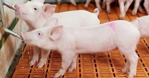 Dự báo giá heo hơi ngày 26/8: Có thể giữ đà tăng nhẹ