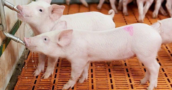 Dự báo giá heo hơi ngày 26/8: Có thể giữ đà tăng nhẹ