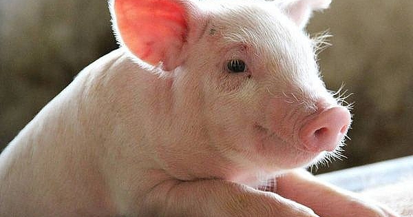 Dự báo giá heo hơi ngày 21/9: Đà tăng có thể kéo dài sang tuần tới