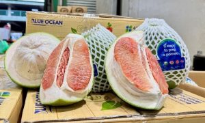 Sớm nối lại xuất khẩu bưởi Việt sang Australia