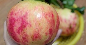 Lựu 'khổng lồ' Trung Quốc gắn mác hàng Thái, Đà Lạt