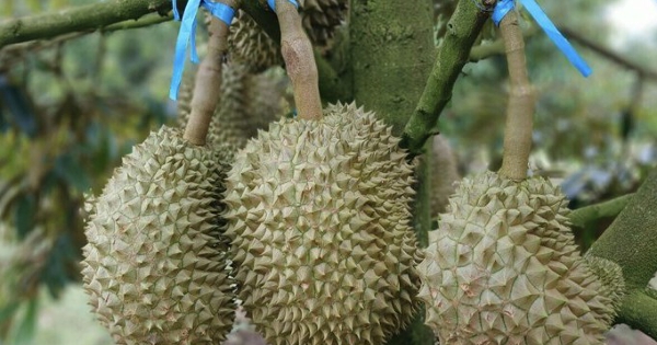 Giá sầu riêng tăng mạnh