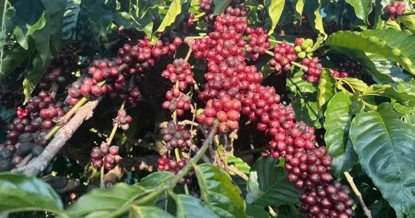Giá cà phê trong nước đi ngược thị trường thế giới