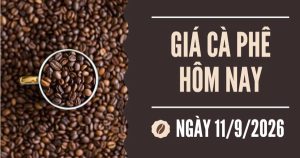 Giá cà phê hôm nay 11/9: Robusta tăng vọt hơn 80 USD/tấn do mưa lũ tại Tây Nguyên