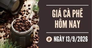 Giá cà phê hôm nay 13/9: Thời tiết bất lợi đẩy giá cà phê trong nước tăng 300 – 500 đồng/kg trong tuần qua