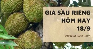 Giá sầu riêng hôm nay 18/9: Sầu Thái đẹp lựa dao động quanh mức 94.000 – 95.000 đồng/kg