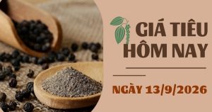 Giá tiêu hôm nay 13/9: Trong nước khởi sắc, xuất khẩu tăng tới 80 USD/tấn trong tuần qua