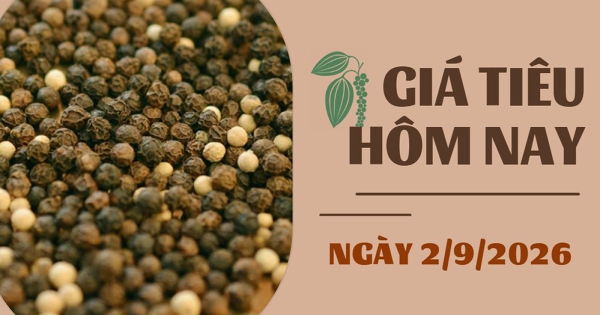 Giá tiêu hôm nay 2/9: Tiêu Indonesia giảm nhẹ, thị trường tiếp tục trầm lắng