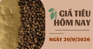 Giá tiêu hôm nay 20/9: Trong nước và thế giới cùng giảm trong tuần qua