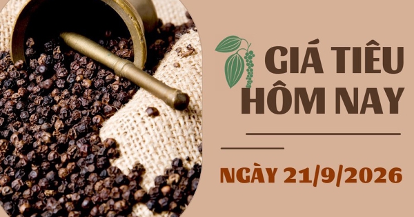 Giá tiêu hôm nay 21/9: Xuất khẩu hồ tiêu sang Mỹ và Trung Quốc tăng mạnh trong nửa đầu tháng 9