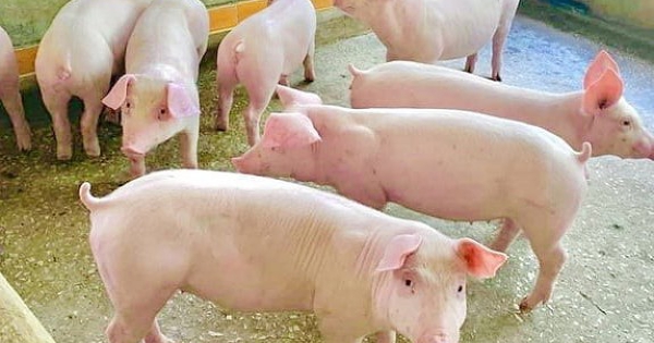 Giá heo hơi tiếp đà giảm mạnh trong tháng 8