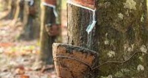 Giá cao su hôm nay 12/9: Thị trường khu vực suy yếu theo giá dầu