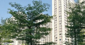 Các khu đô thị siết chung cư cho thuê homestay, dân kinh doanh tìm đường 'thoát hàng'