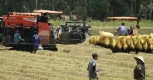 Giá lúa giảm, nông dân miền Tây khó có lãi