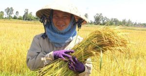 Giá lúa gạo hôm nay 12/9: Gạo nguyên liệu và cám tăng nhẹ ngày cuối tuần