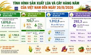 Nông nghiệp tháng 8 diện tích lúa giảm chăn nuôi và thủy sản giữ đà tăng trưởng