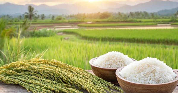 Giá lúa gạo hôm nay 1/9: Philippines tăng dự trữ gạo, Việt Nam tiếp tục dẫn đầu nguồn cung缩略图 Giá lúa gạo hôm nay 1/9: Philippines tăng dự trữ gạo, Việt Nam tiếp tục dẫn đầu nguồn cung