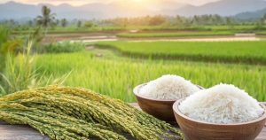 Giá lúa gạo hôm nay 15/9: Gạo nguyên liệu tăng ngày thứ ba liên tiếp