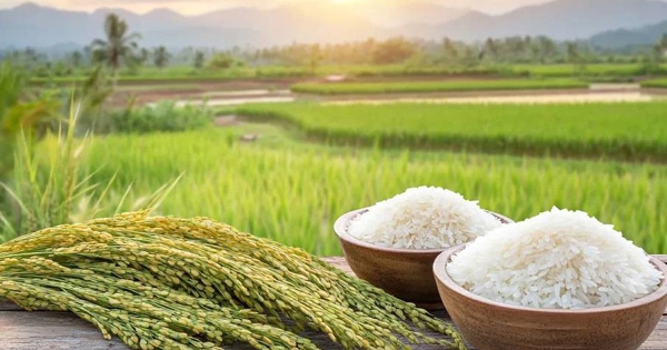 Giá lúa gạo hôm nay 15/9: Gạo nguyên liệu tăng ngày thứ ba liên tiếp缩略图 Giá lúa gạo hôm nay 15/9: Gạo nguyên liệu tăng ngày thứ ba liên tiếp