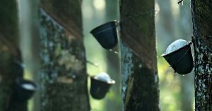 Giá cao su hôm nay 7/9: Giằng co trước diễn biến về El Nino và căng thẳng thương mại